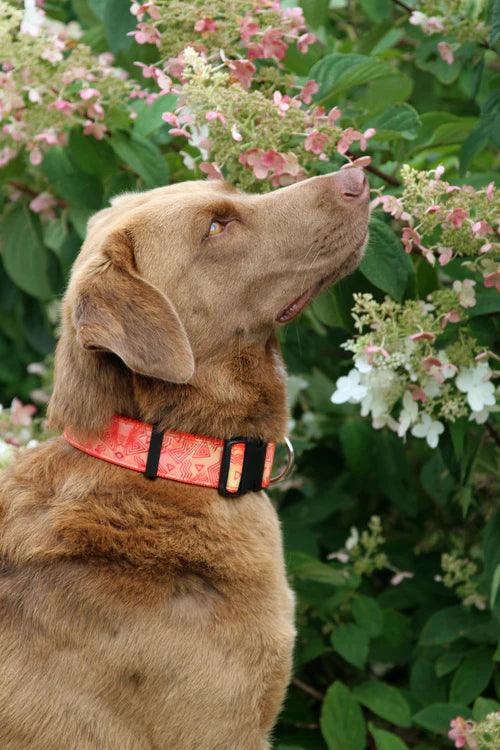 Ancient Art of Batik to Unqiue Dog Collars - Woofhoof