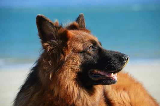 Keeping your Dog Food Safe - Woofhoof