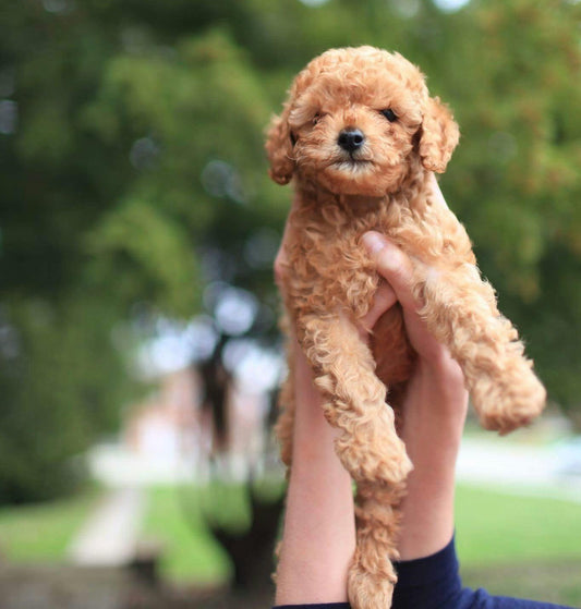 Unveiling My Top 5 Picks: The Essentials for Your Puppy’s Happiness - Woofhoof