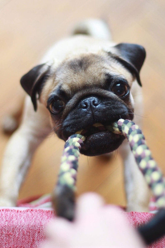 When you can’t go out, have fun with your dog inside with these 5 interactive activities: - Woofhoof