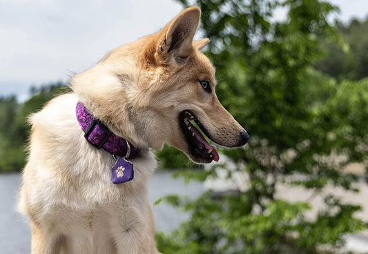 Why Dog Tag Silencers Are Important - Woofhoof