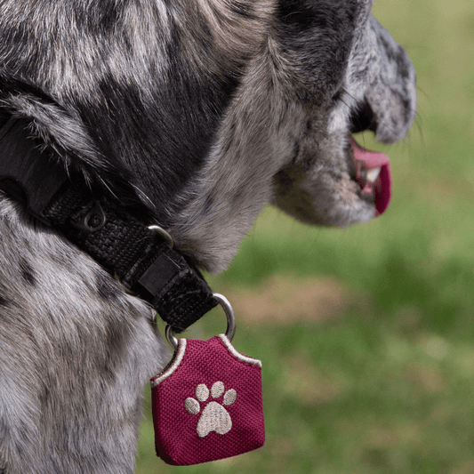 Why Every Dog Needs a Tag Silencer: The Top 5 Reasons Explained - Woofhoof
