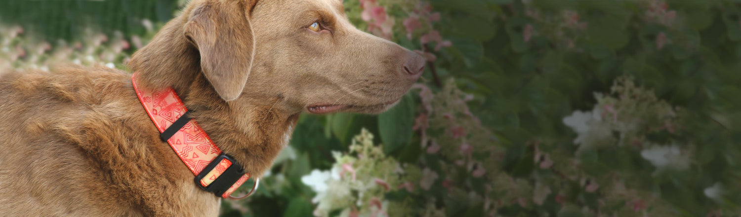 Orange batik inspired collar on a brown dog