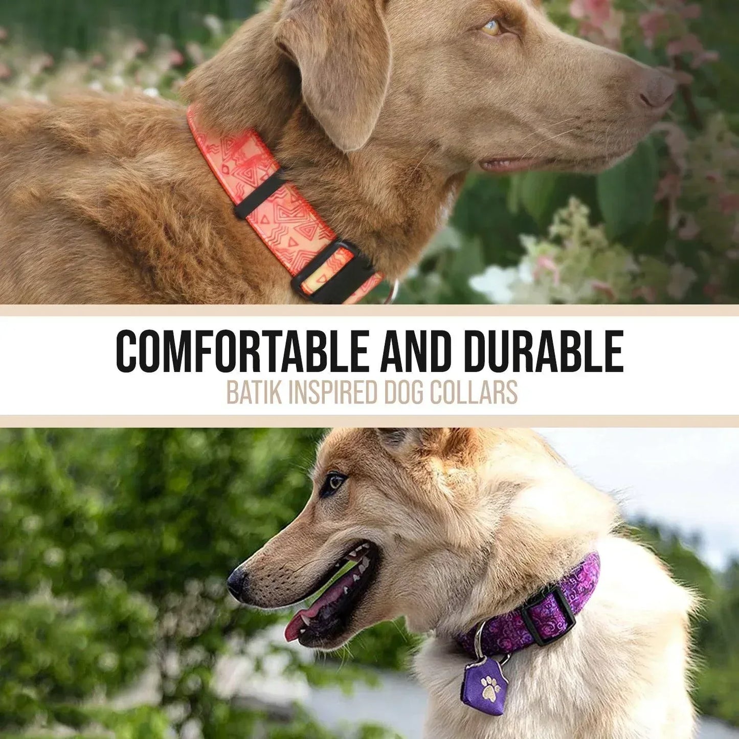 Brown dog with an orange batik collar, tan dog with purple collar