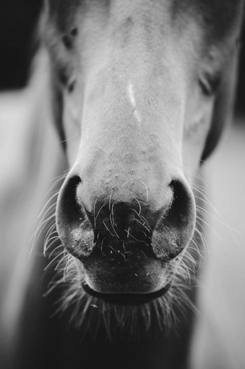 Horse and the Heat...tips to ensure your horse stays happy and comfortable - Woofhoof