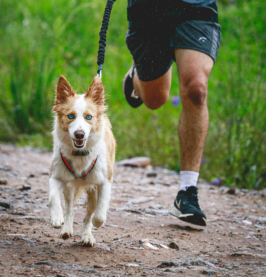 man running with brown and white dog with dog tag silencer
