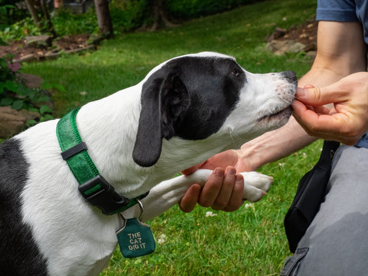 Stylish Dog Tag Silencers: Loving Your Furry Friend Quietly - Woofhoof