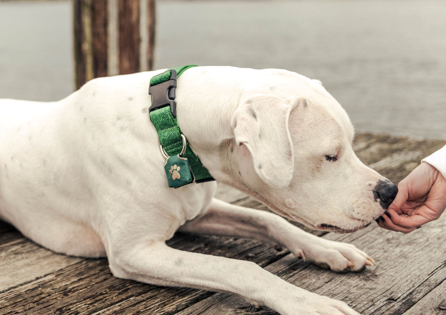 white dog with green collar and green dog tag silencer