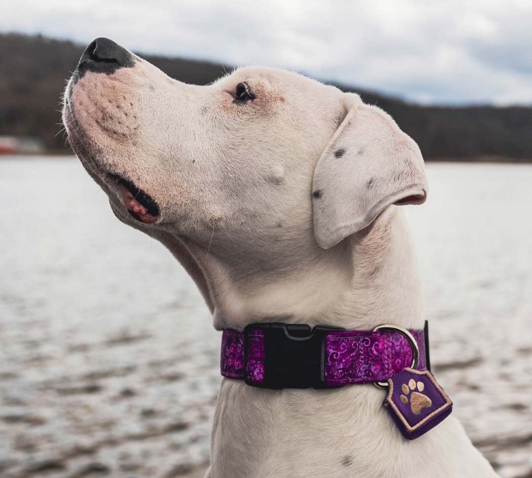 White dog wearing purple dog tag silencer and purple collar
