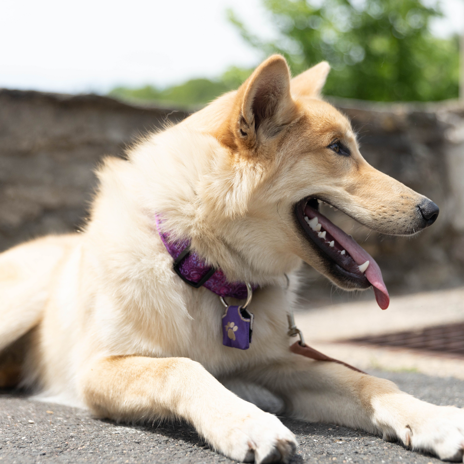 Purple dog tag silencer and collar shown on brown dog